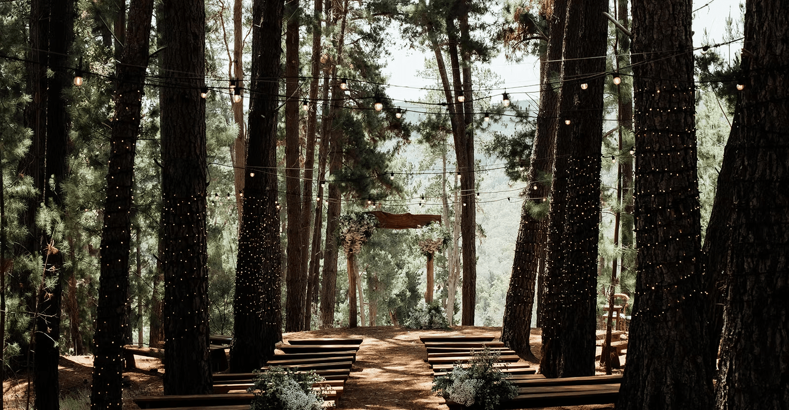 The Forest Cathedral at Linga Longa Estate, with timber benches beneath the pine trees.